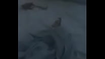 hd silas getting the cat part 2 porn