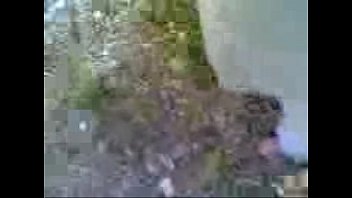hd porn maha 3gp porn