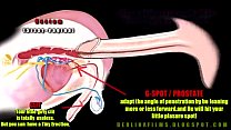 hd shemale anatomy porn