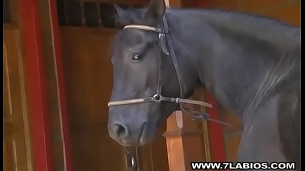 hd black stud with big black penis porn