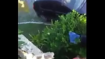 hd seachlatina fuck his sweetheart in the public park porn