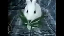hd the funachurro bunny porn