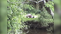 hd couple from the countryside is caught having sex in the bush porn