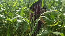 hd desi village wife affairs with exboyfriend outdoor sex porn